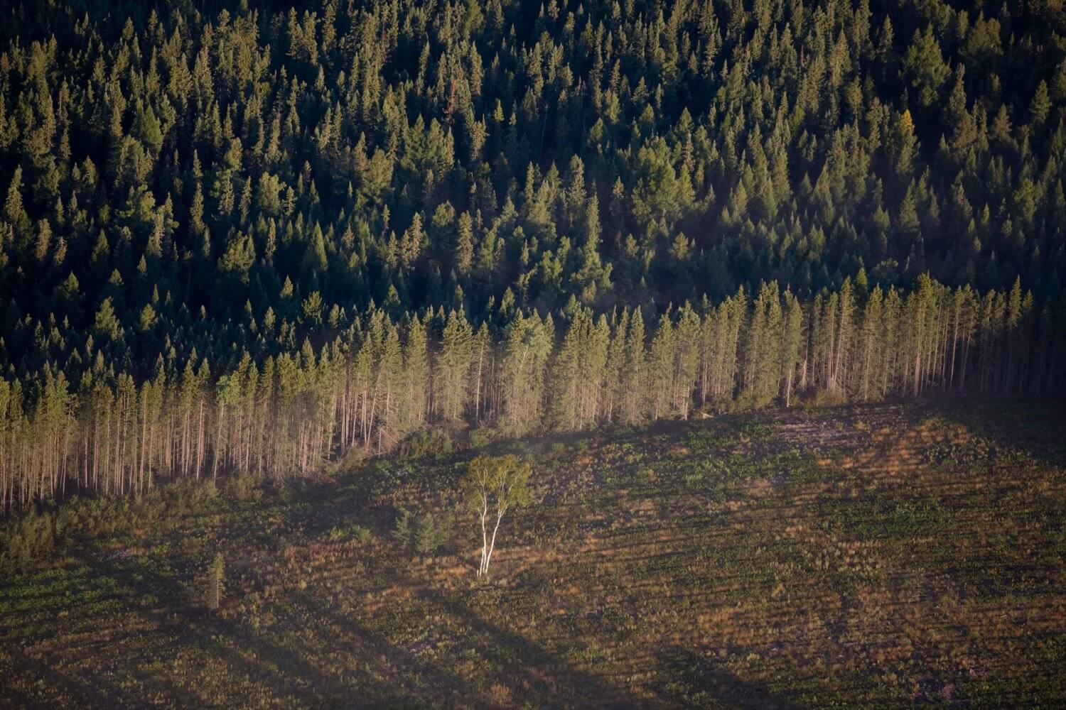 Working Forest Conservation Easements â º Blandin Foundation Working Forest Conservation Easements â º Blandin Foundation